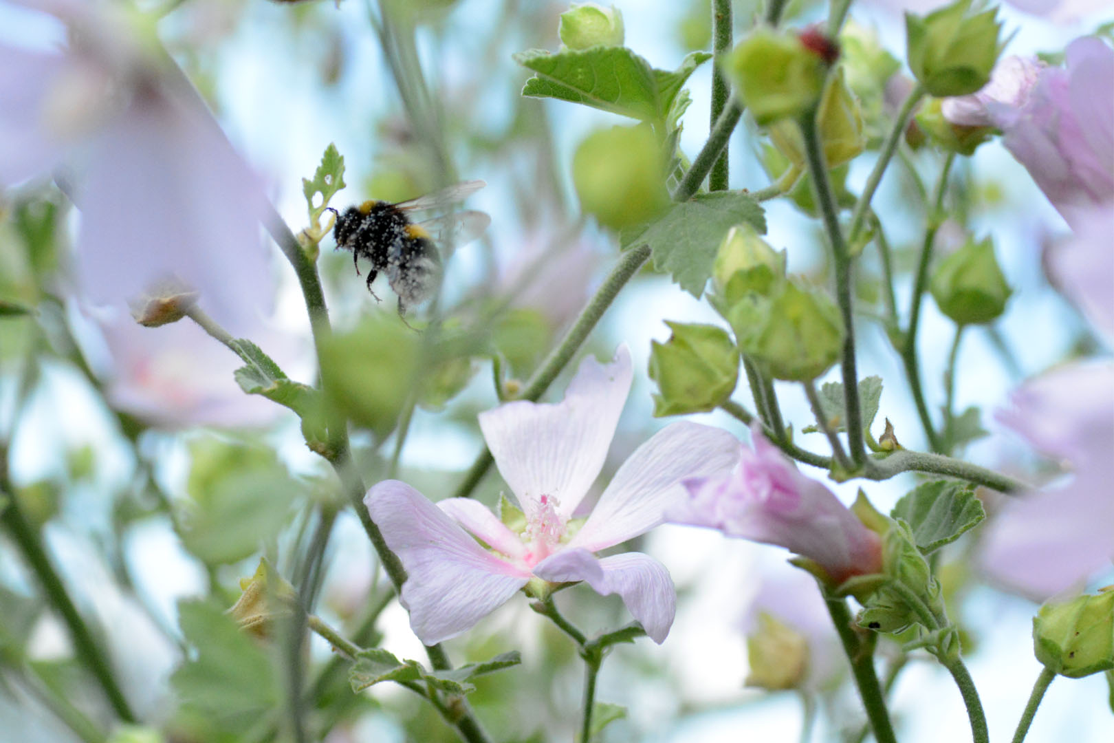 digital definieren Blumenfoto Malve Hummel