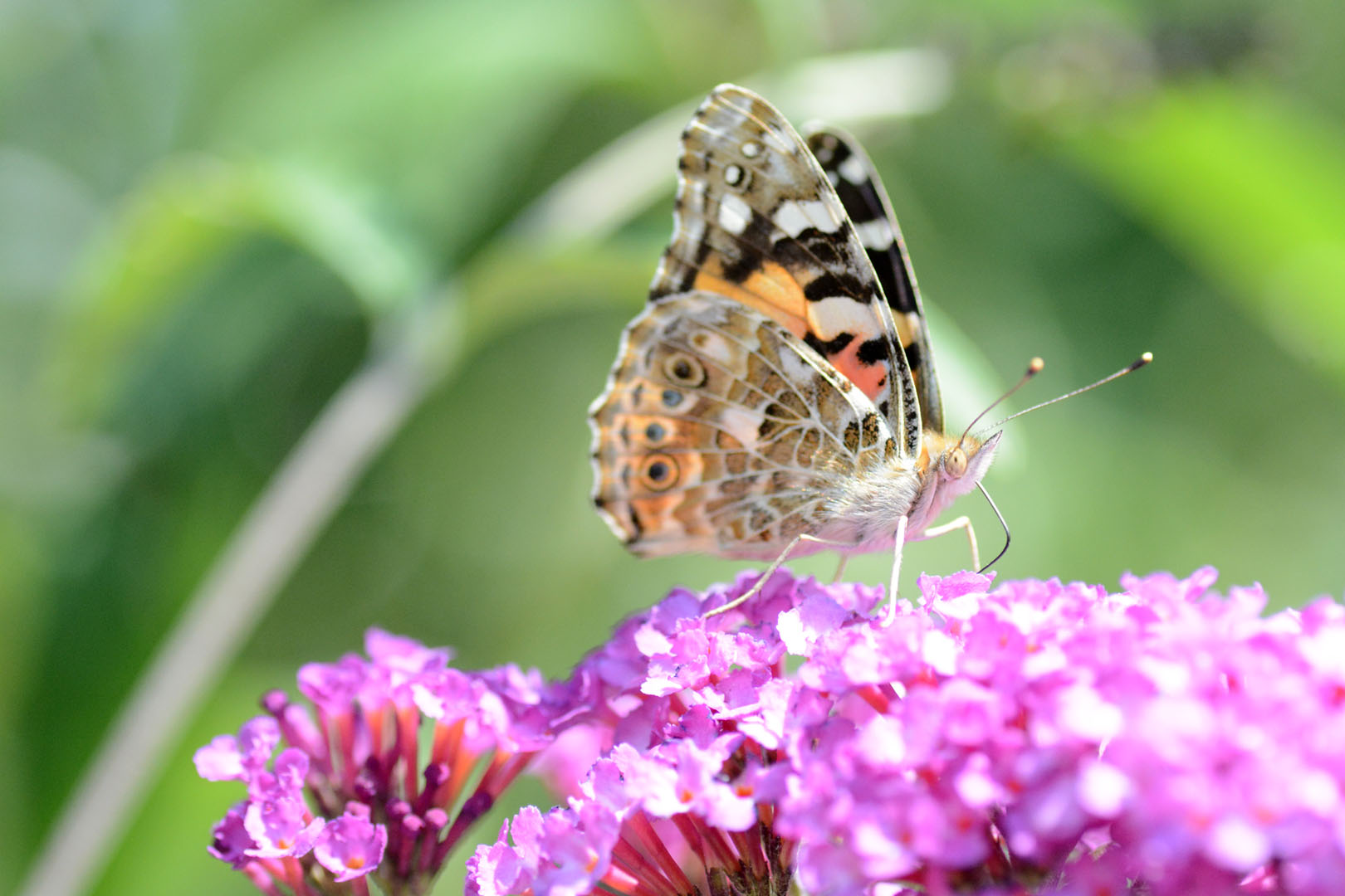 digital definieren Schmetterlingsflieder Schmetterling Distelfalter