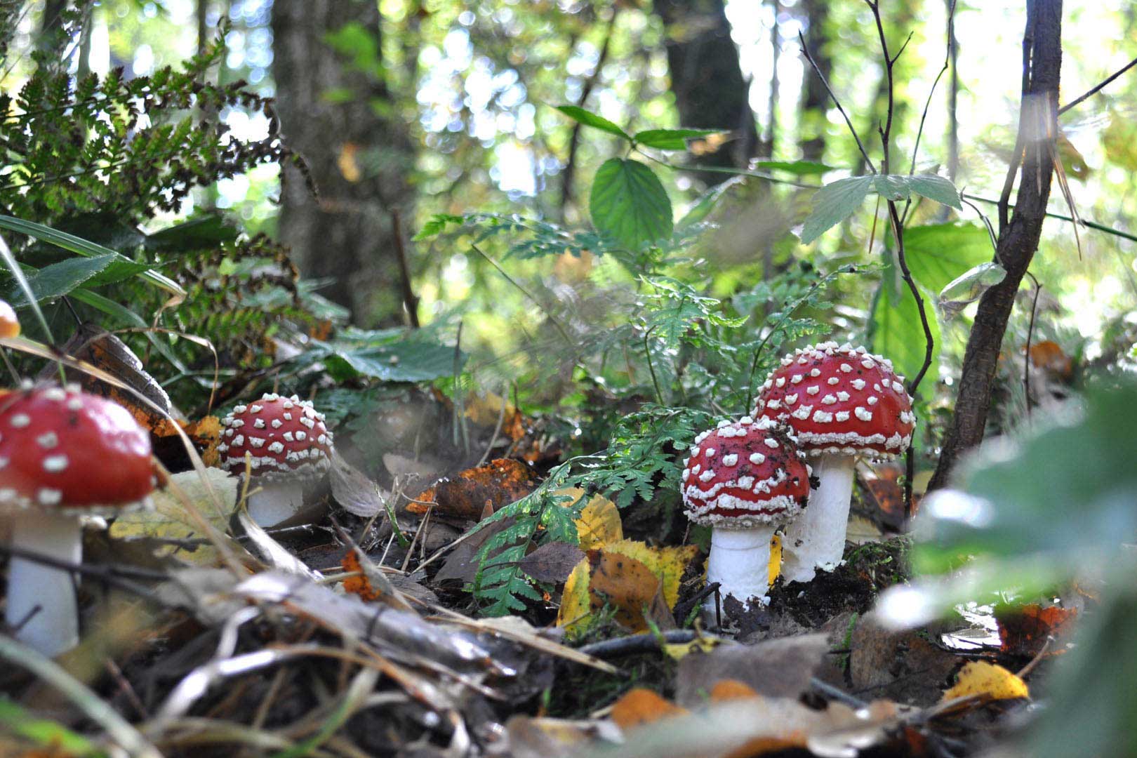 digital definieren Wald Fliegenpilz