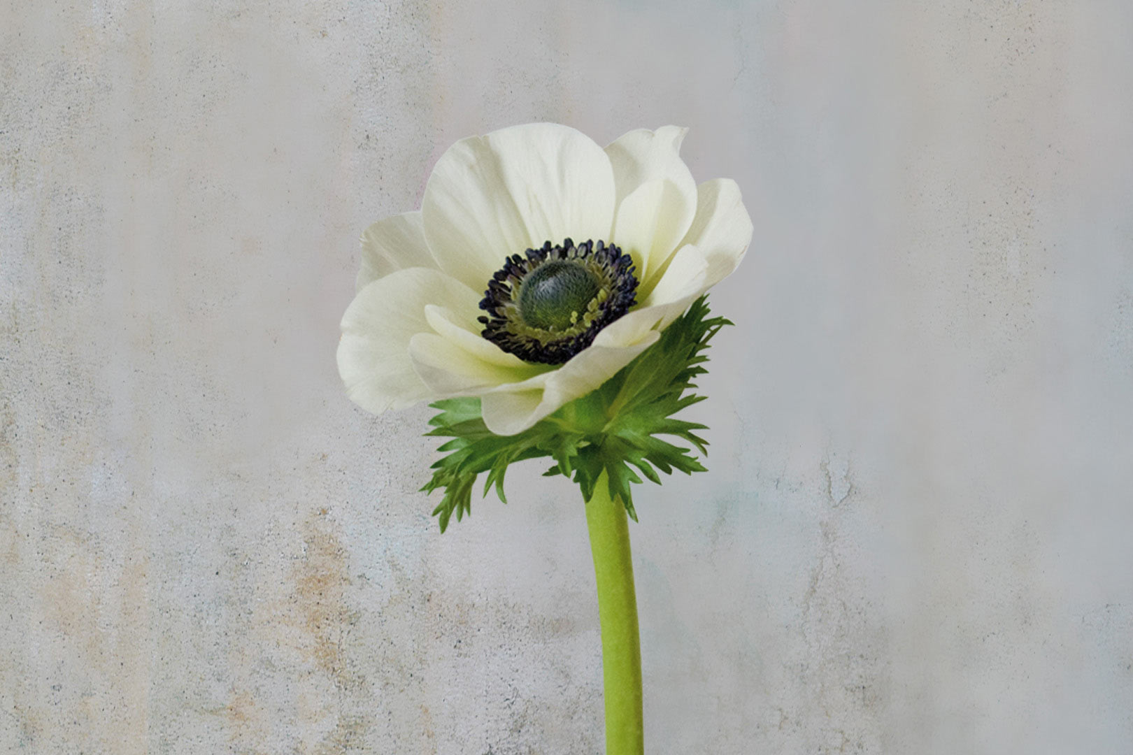 digital definieren Blumenfoto Annemone