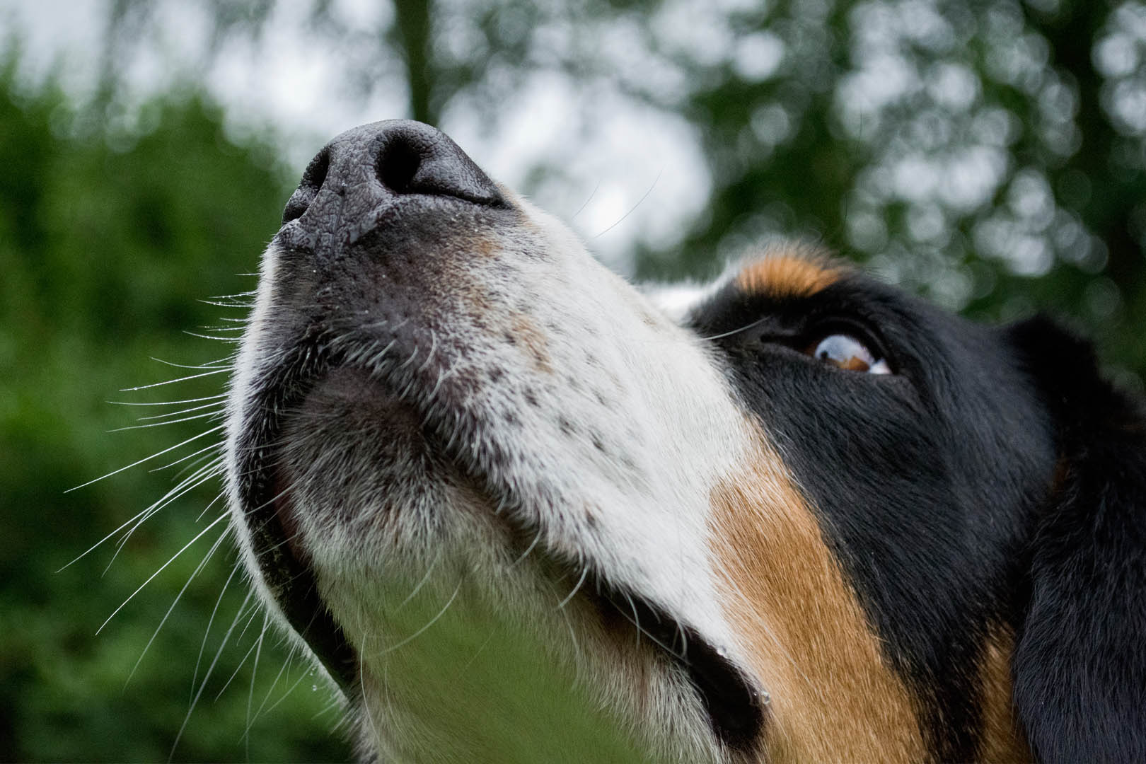digital definieren Hund