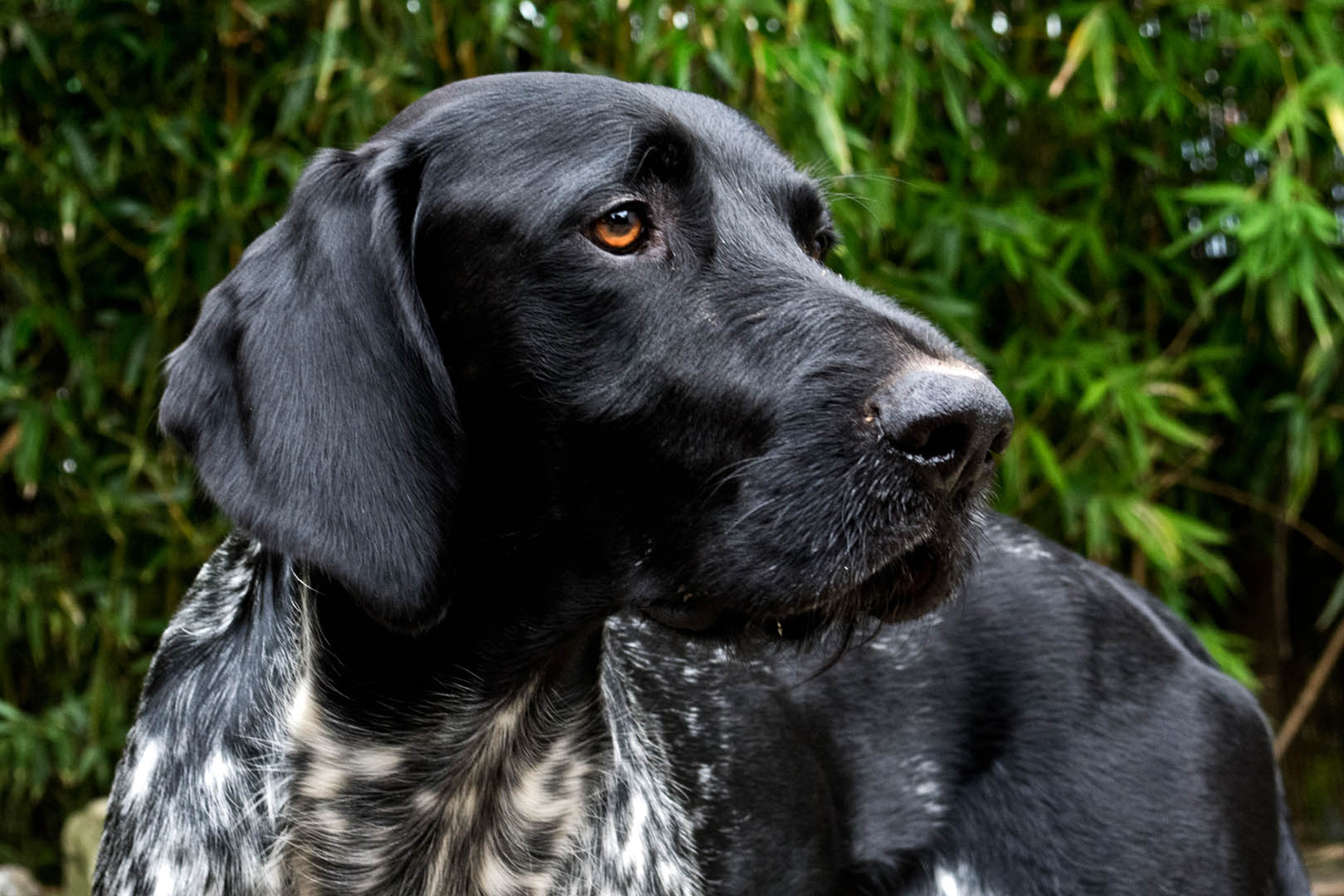 digital definieren Hund