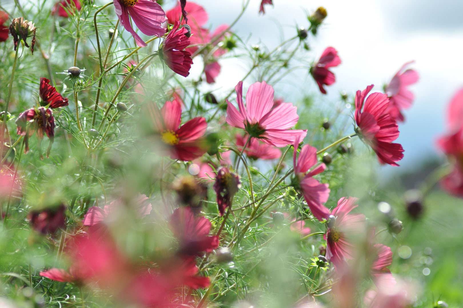 digital definieren Blumenfoto Cosmea