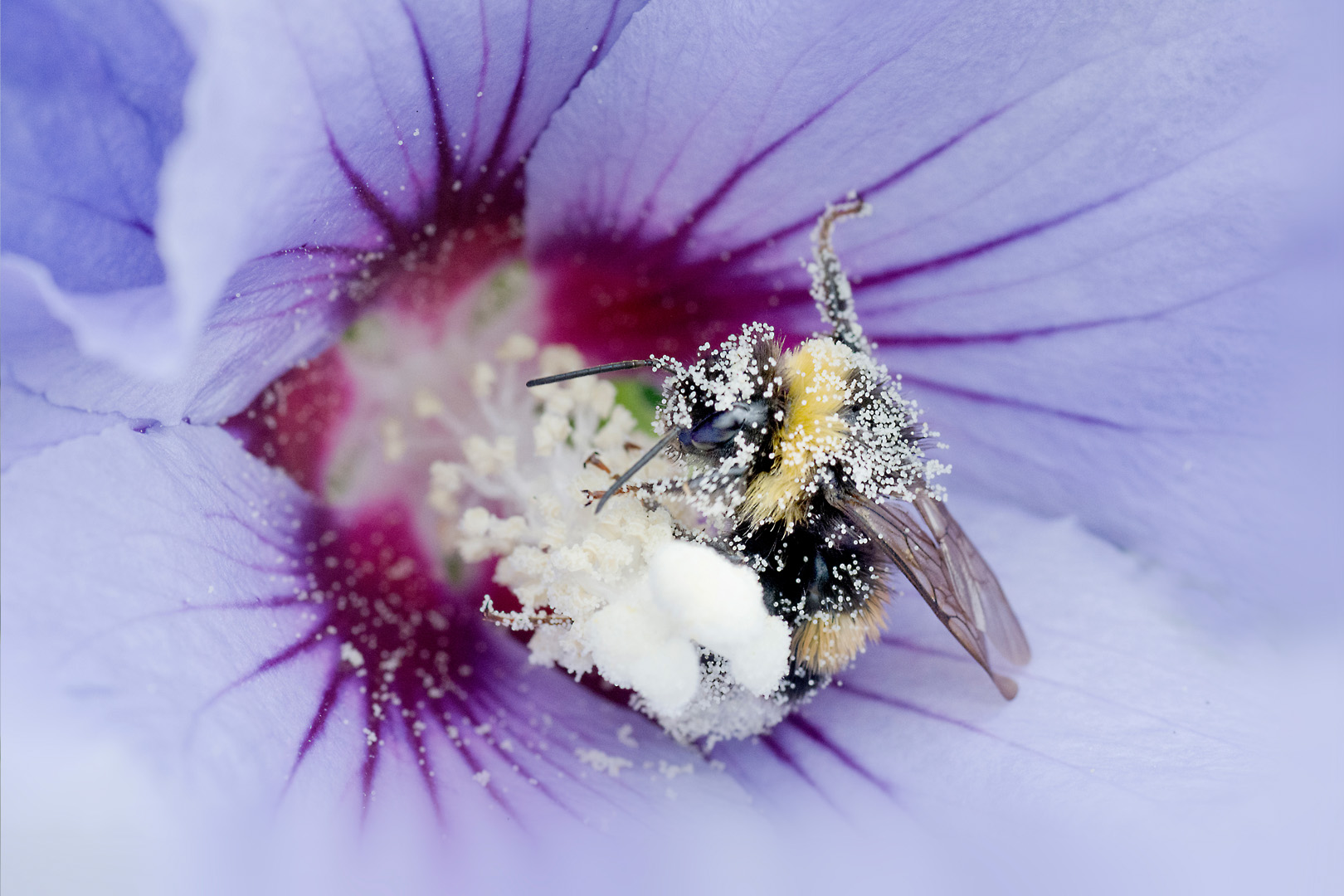 digital definieren Blumenfoto Blumenfreunde
