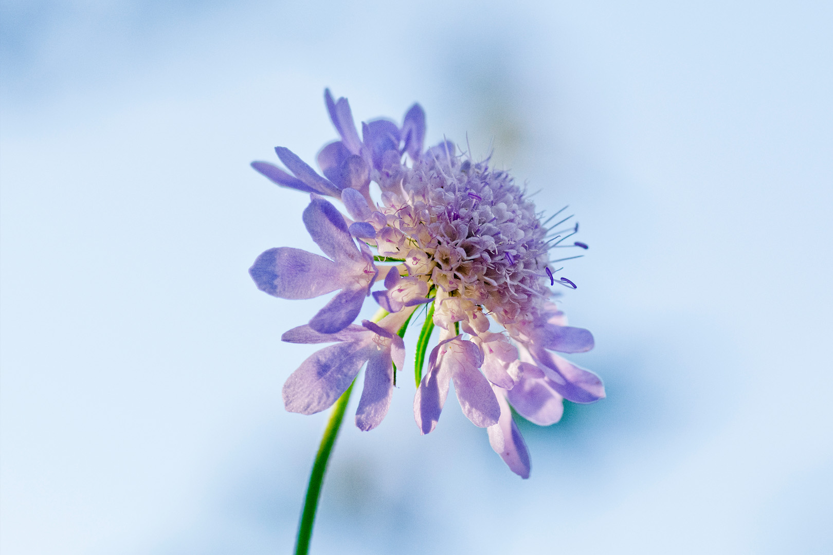 digital definieren Blumenfoto Blumenfreunde