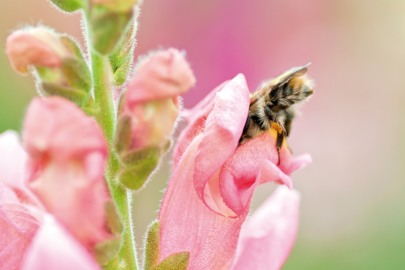digital definieren Blumenfoto Blumenfreunde