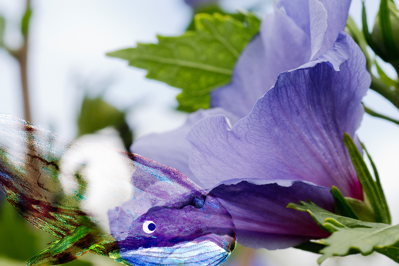 digital definieren Blumenfoto Blumenfreunde