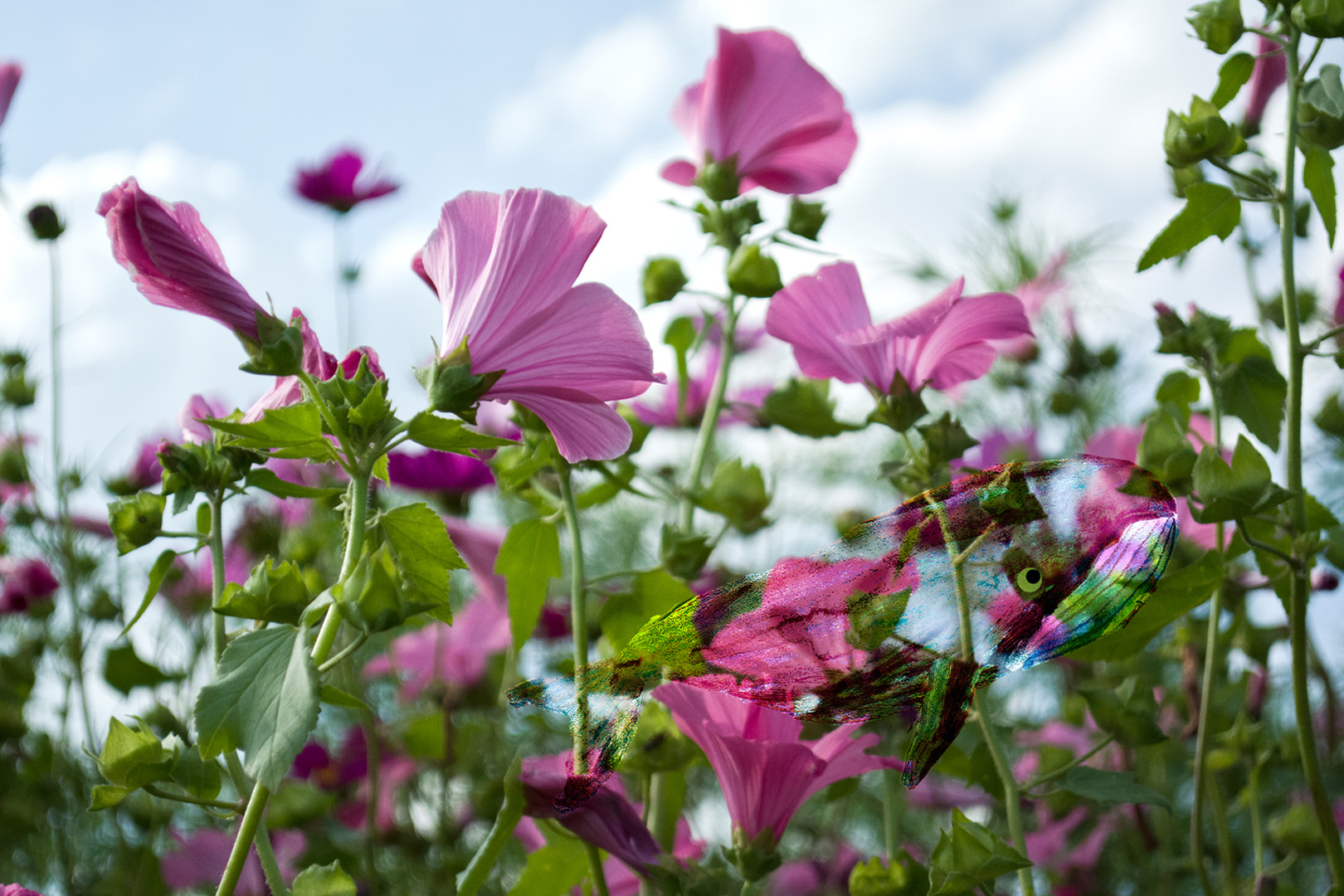 digital definieren Blumenfoto Blumenfreunde
