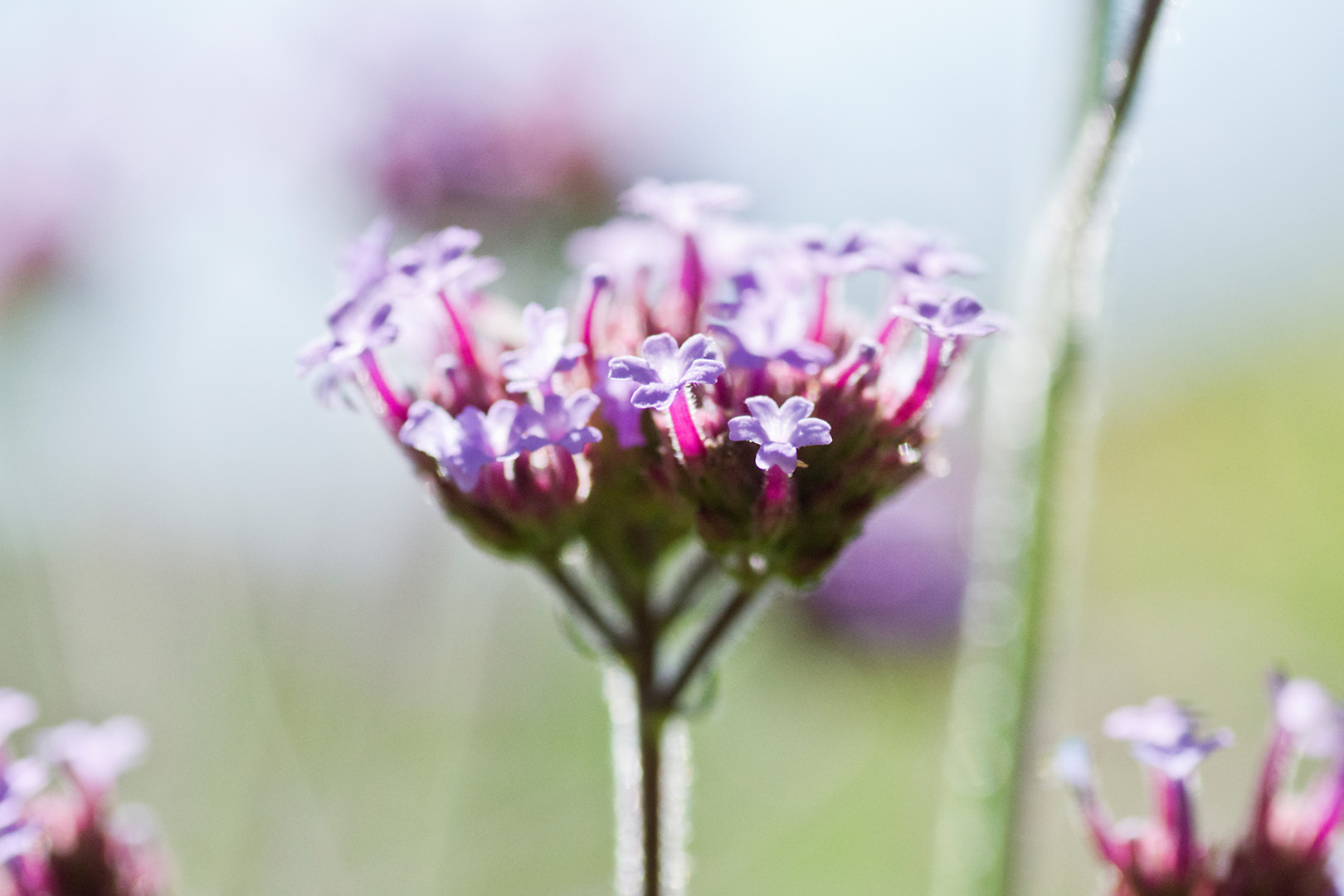 digital definieren Blumenfoto Blumenfreunde