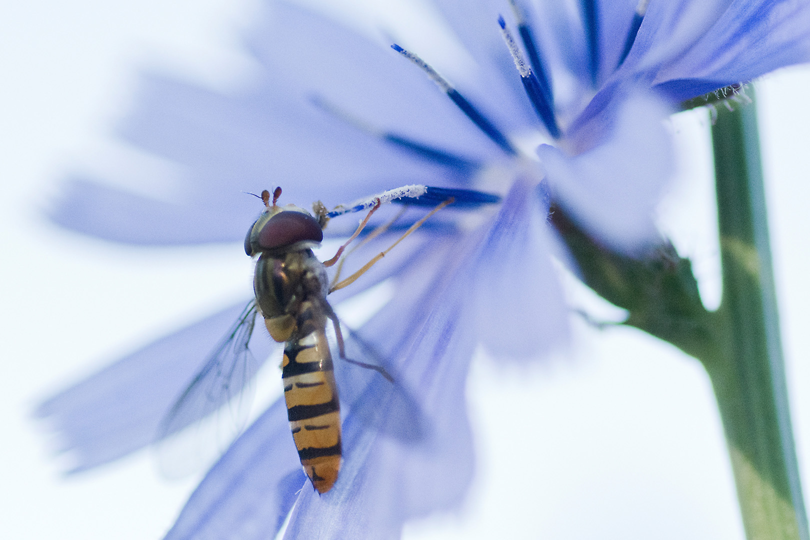 digital definieren Blumenfoto Blumenfreunde