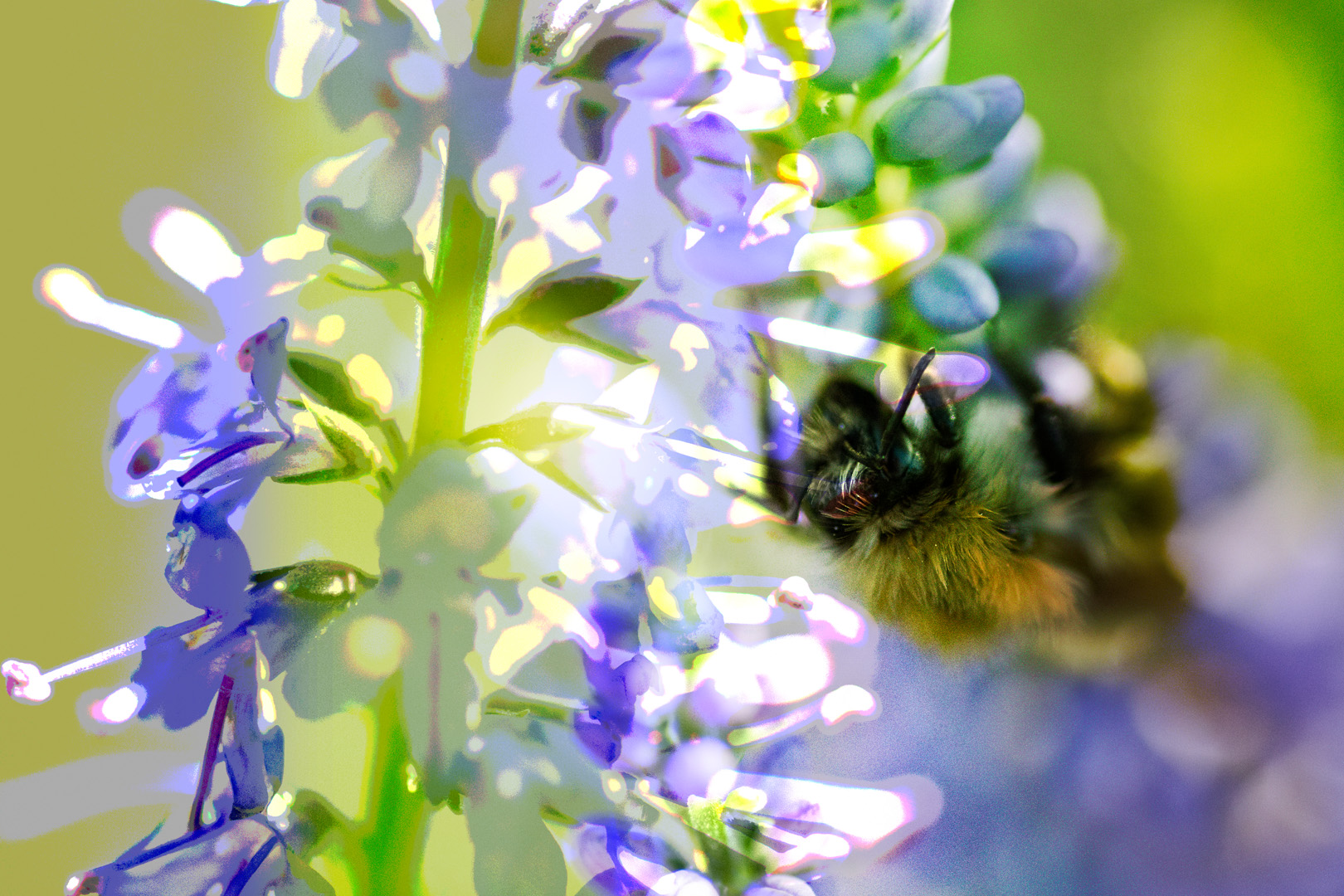 digital definieren Blumenfoto Blumenfreunde