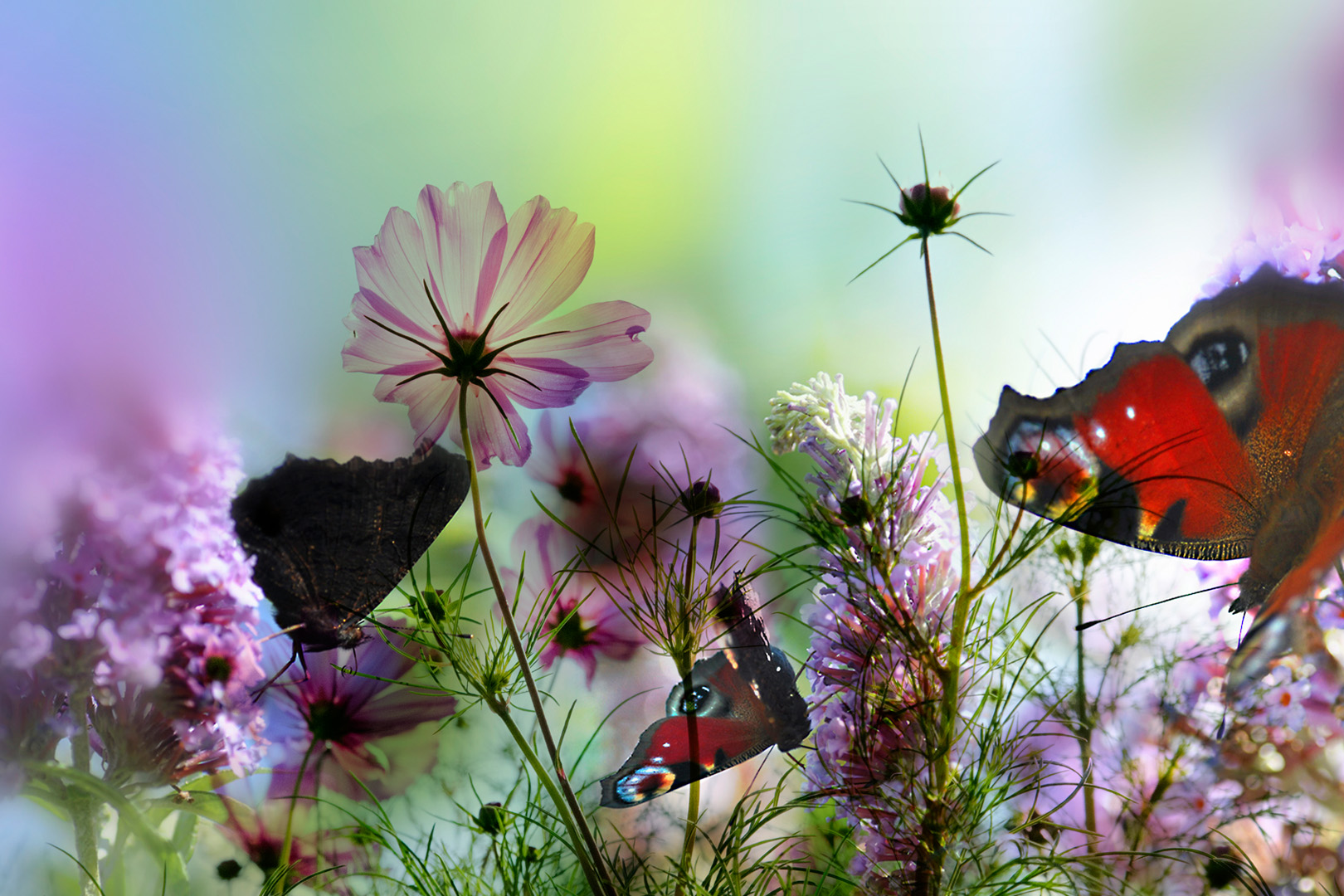 digital definieren Blumenfoto Blumenfreunde