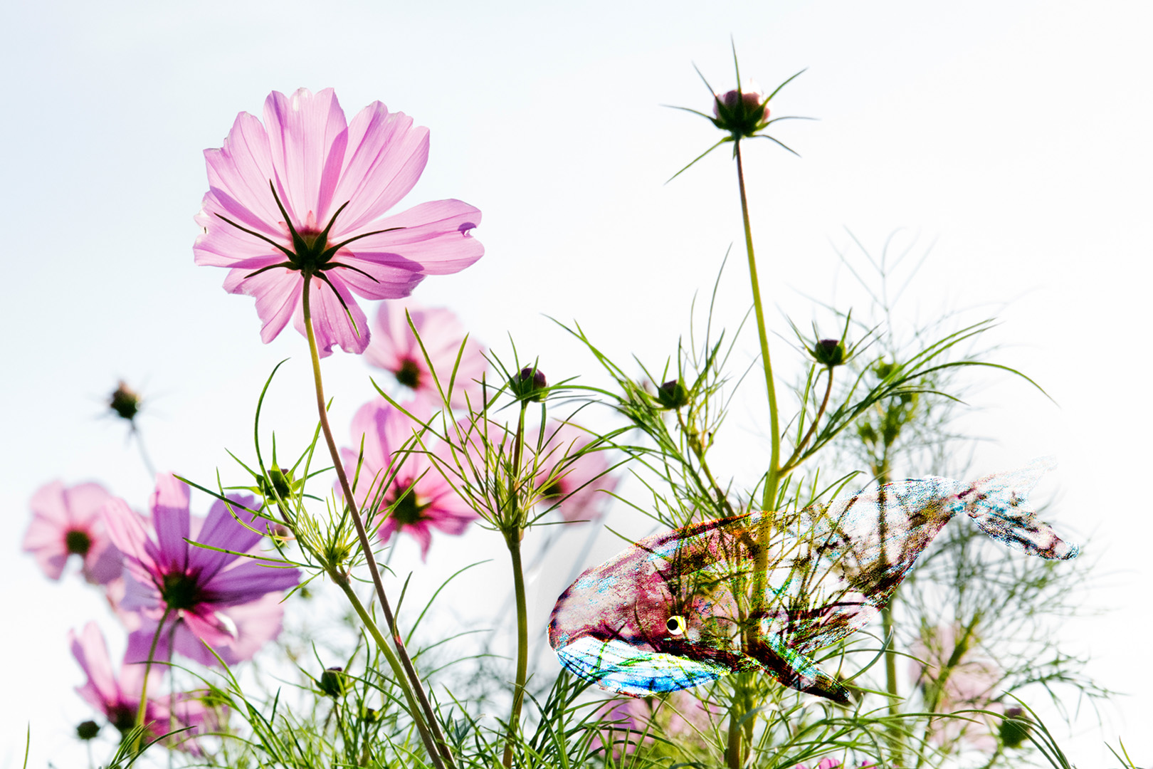 digital definieren Blumenfoto Blumenfreunde