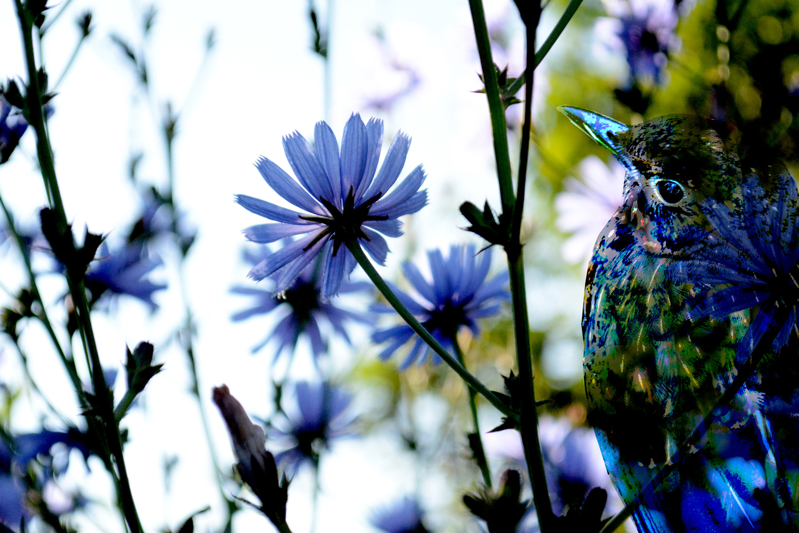 digital definieren Blumenfoto Blumenfreunde
