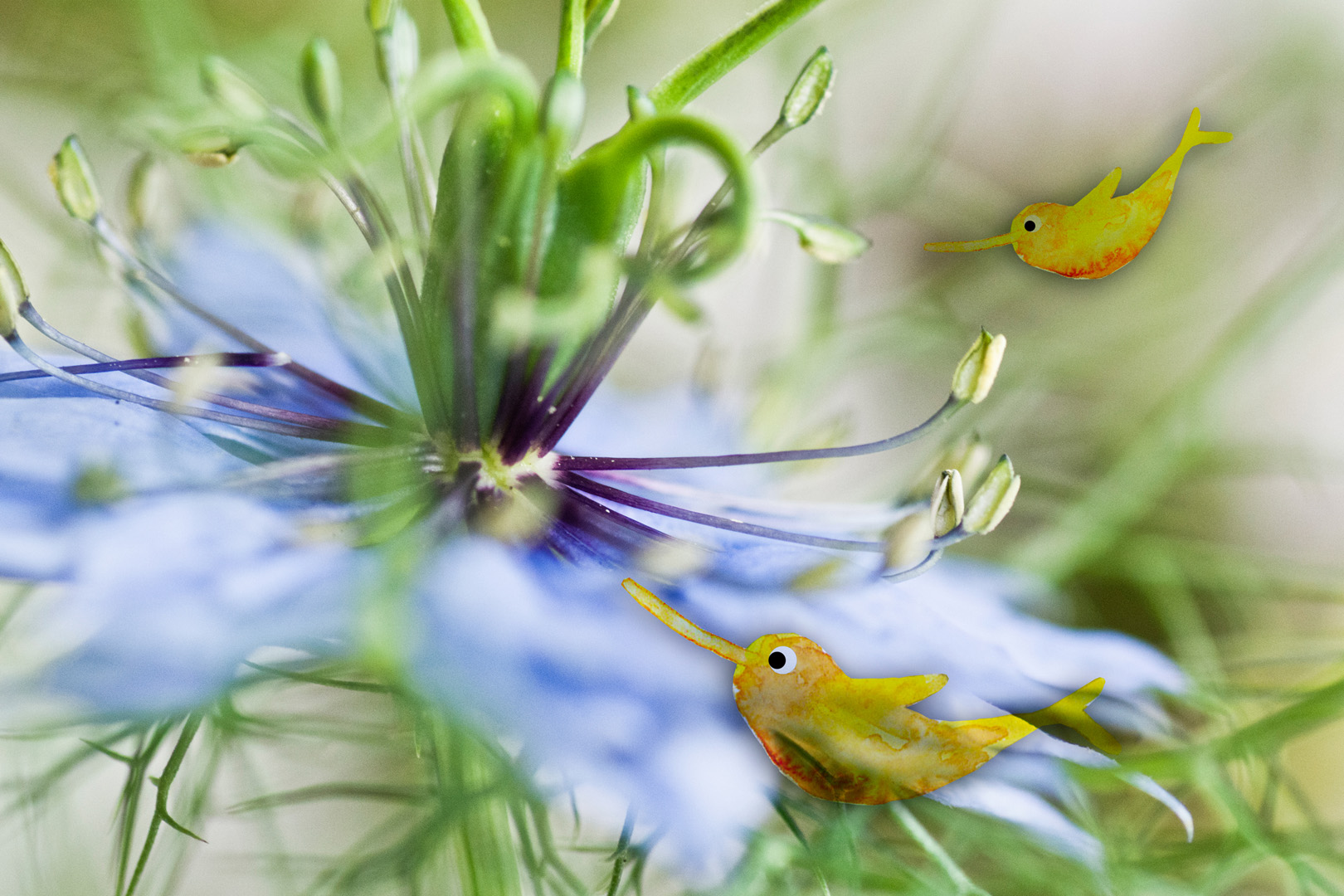 digital definieren Blumenfoto Blumenfreunde
