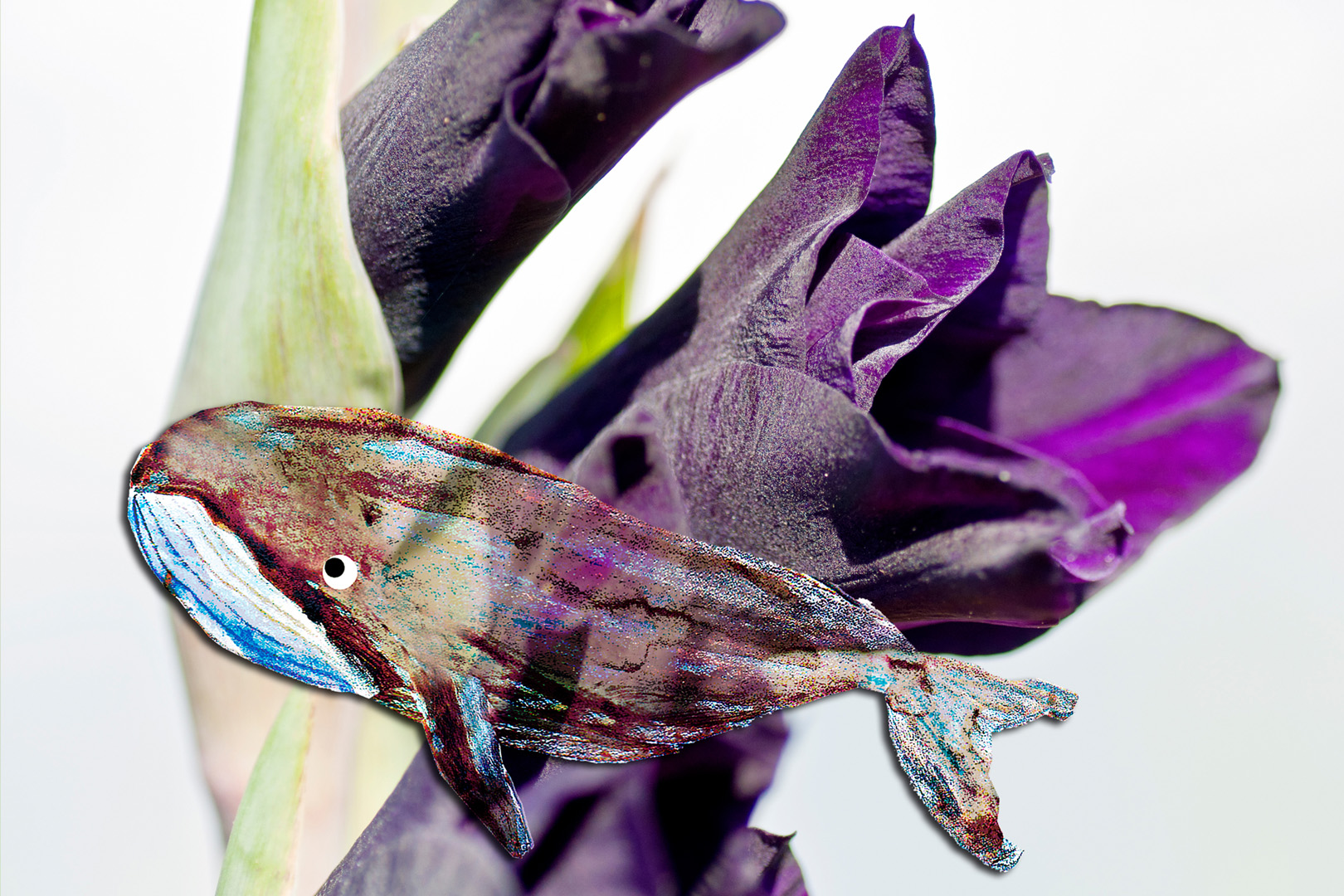 digital definieren Blumenfoto Blumenfreunde