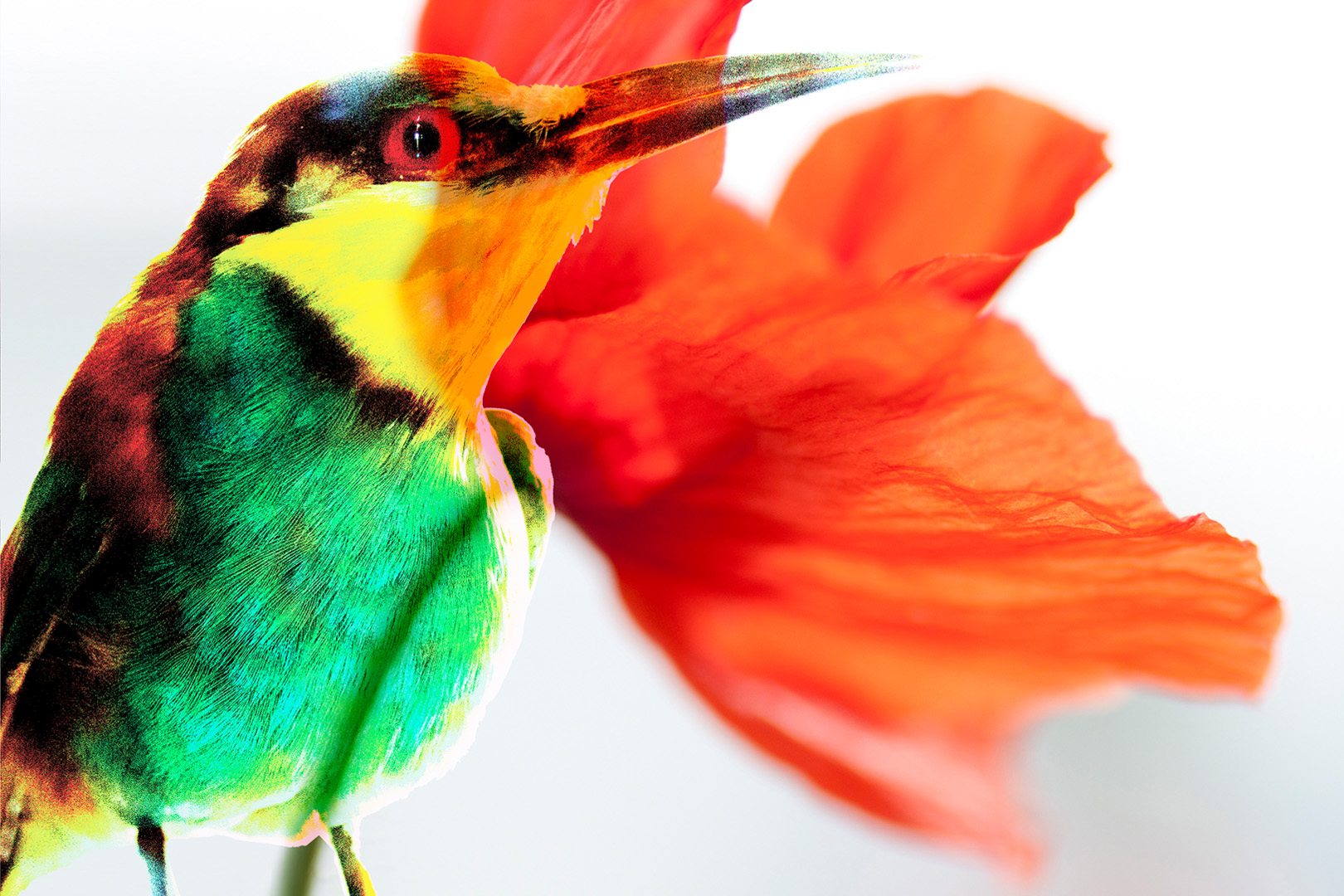digital definieren Blumenfoto Blumenfreunde