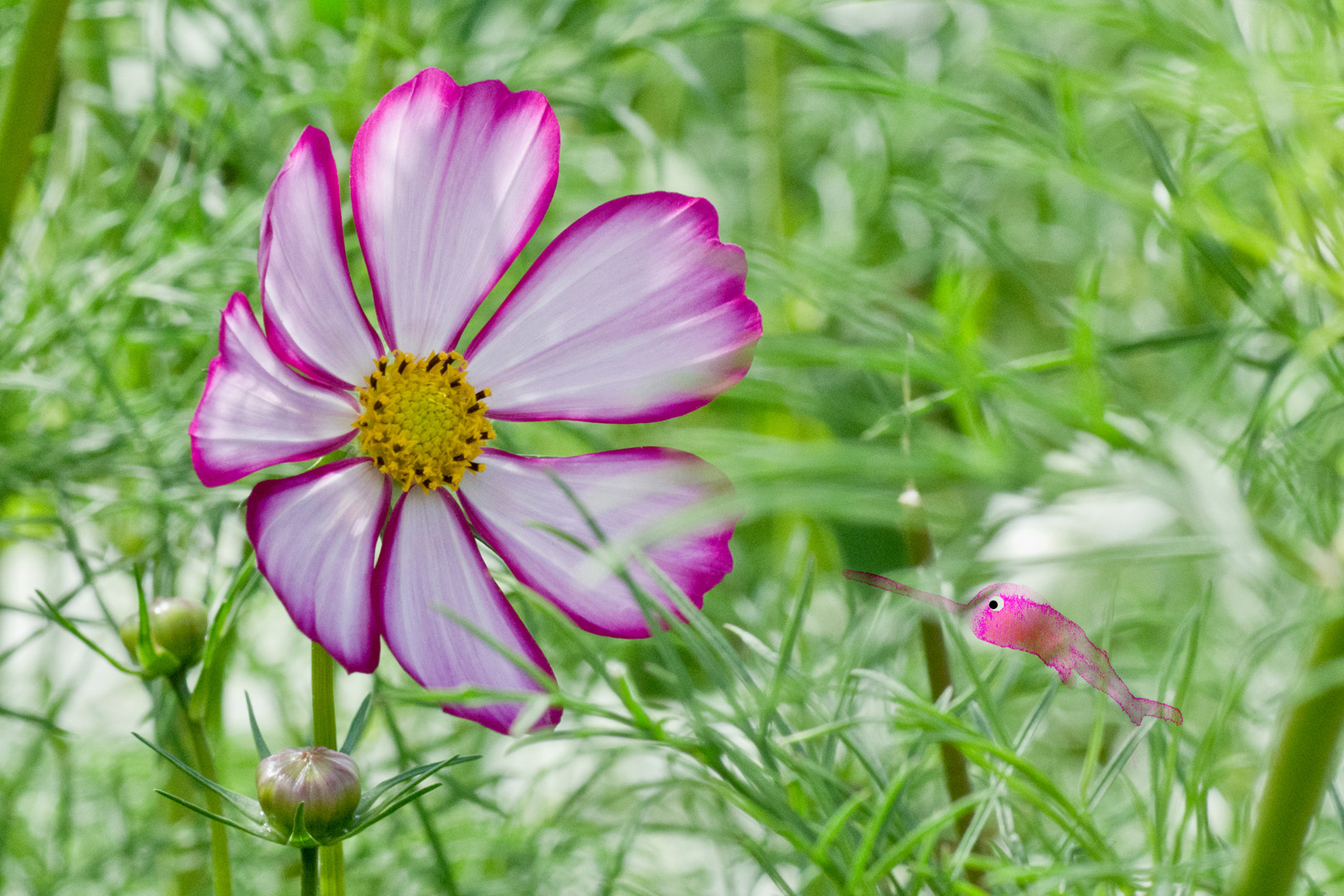 digital definieren Blumenfoto Blumenfreunde