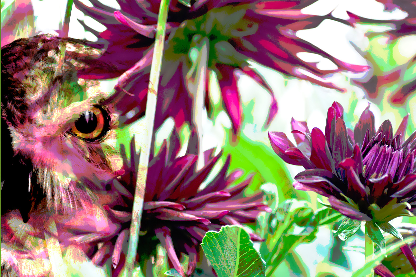digital definieren Blumenfoto Blumenfreunde