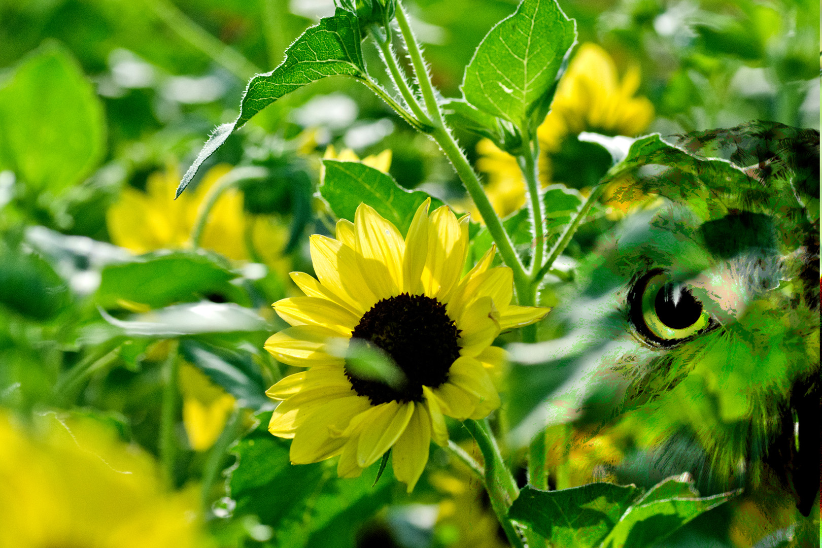 digital definieren Blumenfoto Blumenfreunde