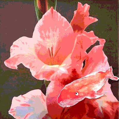 Barbara Fisahn digital definieren Gladiole Fisch