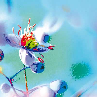 Barbara Fisahn digital definieren Blumen