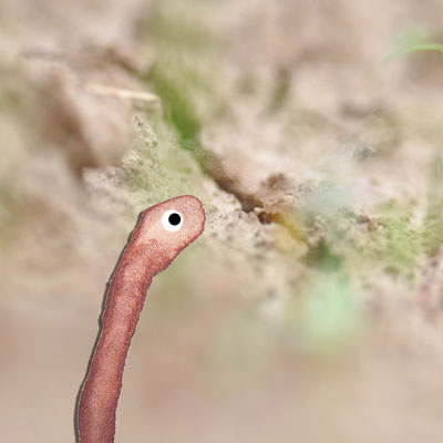Barbara Fisahn digital definieren Zeichnung Regenwurm